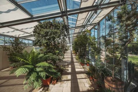 Die Anpassungen tropischer Pflanzen an ihren Lebensraum Botanische Themenführung