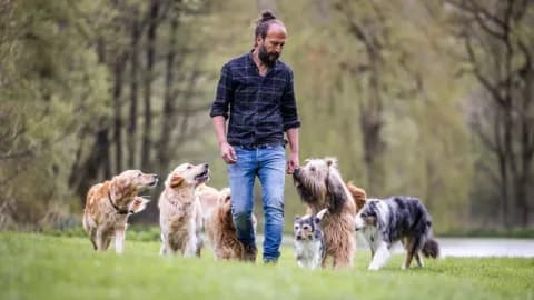 Sami El Ayachi - Der zugewandte Hund!