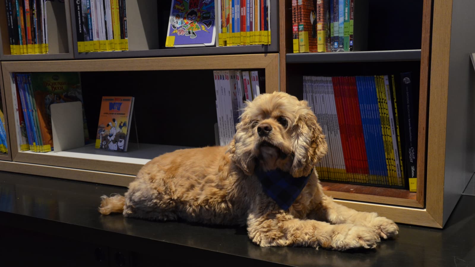 Lesehund Albert